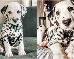 Dalmatian Puppy With A Heart-Shaped Nose Has Won Over The Entire Internet