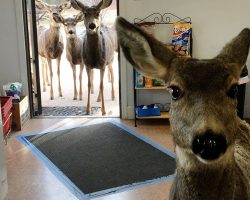 Deer drops by gift shop, surprises shopkeeper when she comes back later with her entire family