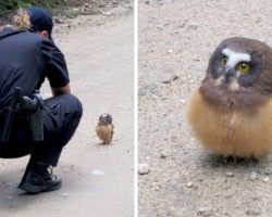 Cop Sees Tiny Owl In The Middle Of A Road, Has The Cutest Conversation With Her