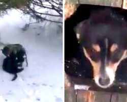 Dog drags cat through heavy snow, but it’s his intentions that make him a hero