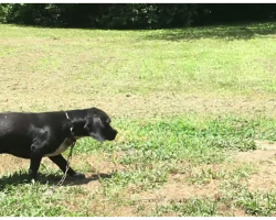 Dog Rescued From Living On Chain 24/7 Finally Gets The Life He Deserves