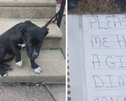 Dog tied to a railing and abandoned along with pizza and a sad note