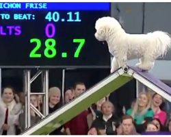 Distracted Dog Runs Westminster Agility Course in Slow Motion, Crowd Goes Wild