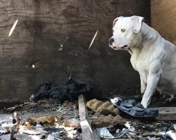 Dog who was chained up after her owner was murdered is finally free from nightmare