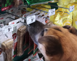 Man Takes Homeless Dog To Pet Store To Buy Him Everything He Touches