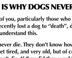 We were wrong all along — this is why dogs never actually die