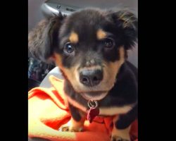 Mom says no he can’t sit on her lap in the car. The pup proceeds to throw the most adorable tantrum.