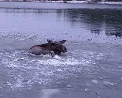 Stranded moose drowns in freezing ice – then an angel makes everything okay again