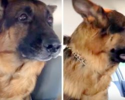 Dog Realizes He’s Been Tricked Into Going To The Vet, Begins Cute Freak Out