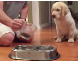 Dad Pours Food For Puppy, But Dog Won’t Eat Without Precious Routine