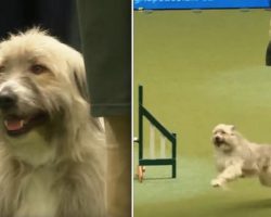 Rescue dog hilariously fails agility course but makes everyone smile