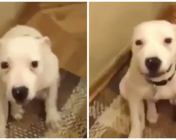 Foster Mom Wants To Know If Pup Is Happy – Dog Makes Most Adorable Face