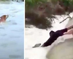 4 Heroes Risk Their Lives To Save Drowning Dog, Thrilling Rescue Caught On Cam