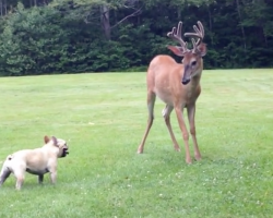 French Bulldog Faces Off With A Buck, And Then They Really Go At It