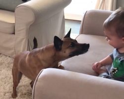Dad films giggling toddler when family dog approaches prompting outcome dad didn’t foresee