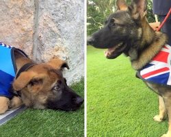 Police Dog Let Go For Being Too Sweet, Ends Up With The Coolest New Job Instead