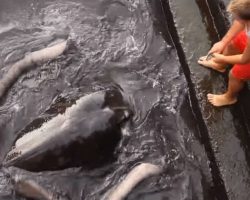 Giant Stingray Emerges From Water Every Morning To Greet Boy—And Video Is Quickly Going Viral