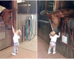 Little Girl Greets Horse Friends Every Morning