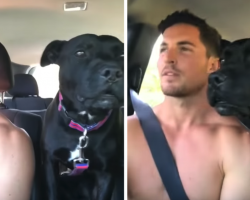 Dad Says They’re Going To The Beach, And The Dog’s Beside Himself With Joy