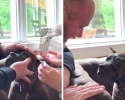 Senior Dog Depressed With Blindness, Gets Contact Lenses & Sees The World Again