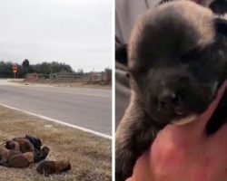 Newborn Puppies Flung From Moving Car On Freeway, Police File Cruelty Report