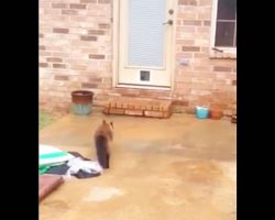 He spent the entire day making a cat door. Now watch the kitties first attempt to get through it.