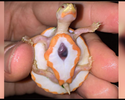 Albino Baby Turtle, Born With Her Heart Outside Her Body, Is Tiny But Fearless