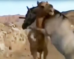 The moment they were united, the horse couldn’t contain himself and just ran to hug his best friend, the camel!
