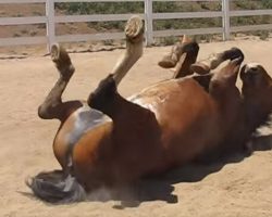When You See Why This Horse Is Rubbing Himself On the Ground, You’ll Laugh Out Loud!