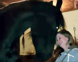 This Horse’s Sneaky Way Of Getting Cuddles Will Melt Your Heart