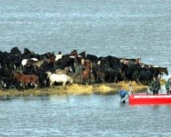 200 Horses Stuck On Tiny Island Due To Storm, Workers Attempt Incredible Rescue