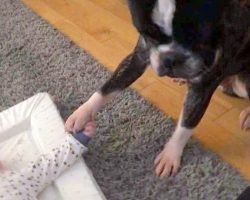 Mom Loses It As Loving Dog Holds His Baby Brother’s Tiny Hand & Won’t Let Go