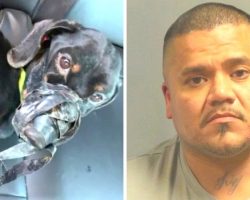 Dog Cruelly Duct-Taped & Dumped In A Cold Ditch, Police On Lookout For Suspect
