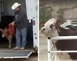 Abused Cow Was Finally Rescued, But Kept Crying Until She Saw Next Rescue Van