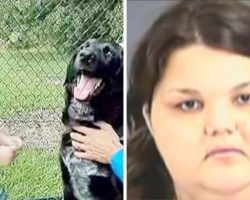 Parents Unaware Of Abusive Baby-Sitter, Family Dog Alerts Them & Saves The Baby