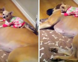 Chihuahua Kept Vanishing Every Night, So Mom Followed Her & Can’t Stop Laughing