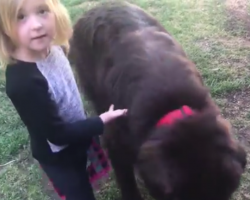 Little Girl Comes Up With Clever Excuse To Defend Her Guilty Gentle Giant