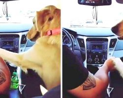 Dog Makes Mom Move To Backseat, Holds Dad’s Hand & Turns Around To Rub It In