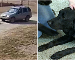 Family Furious After Postal Worker Ran Over Their Dog And Drove Away