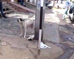 Mama Cries Out, Puts Complete Trust In People Who Show Up To Help Her Puppy