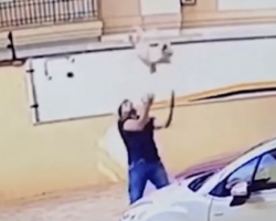 Camera catches the heroic moment a man rescues a dog falling 9 stories from balcony