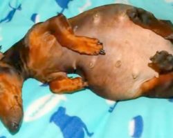 Paralyzed, Sick Dog Dumped While Pregnant, Rescuers In Tears As She Gives Birth