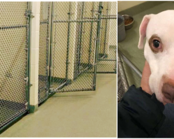 The Kennels Emptied As They All Got Adopted Except For A Sad Lonely Pit Bull