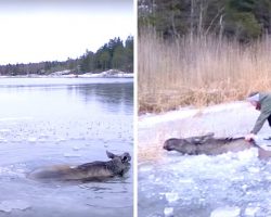 Moose Stuck In Frozen Ice Starts Drowning, His Cries For Help Heard By An Angel