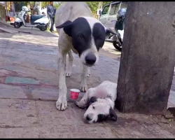 Mom wailed loudly for her pup that clung to life, as people just walked by