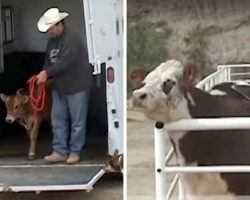 Abused cow was finally rescued, but kept crying until she saw next rescue van