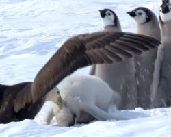 Penguin chicks scream in terror as giant bird attacks, but a hero saves the day
