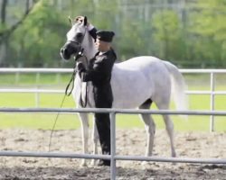 Polish National Senior Champion Mare Displays Majestic Beauty And Grace As He’s Set Free