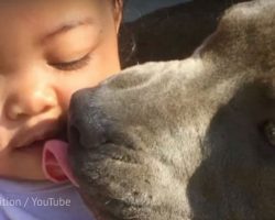 Pit Bull has baby in mouth by diaper and bangs at back door – family realizes there’s fire