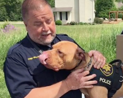 Dog Deemed Unadoptable Because Of Desire For Toys Becomes Ohio’s First Pit Bull K-9